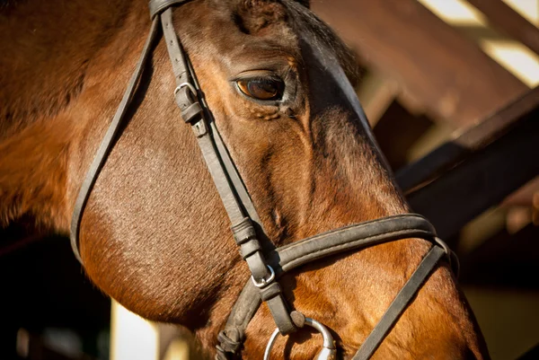 Hoofd van de bruin paard — Stockfoto