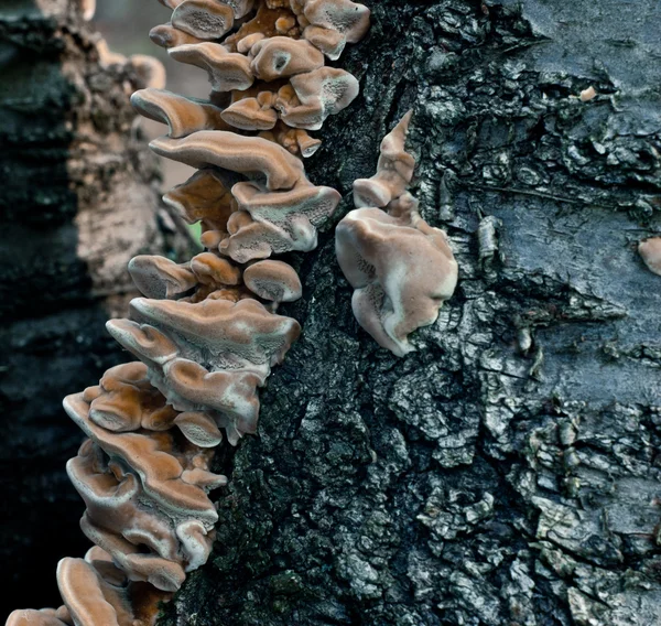 stock image Hub on the bark of wood