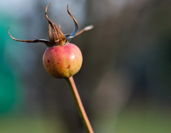 Осенний бутон розы — стоковое фото