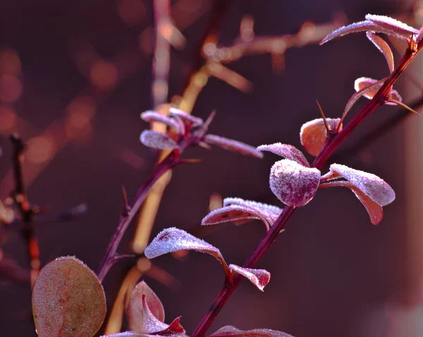 Galho congelado arbusto conífero — Fotografia de Stock