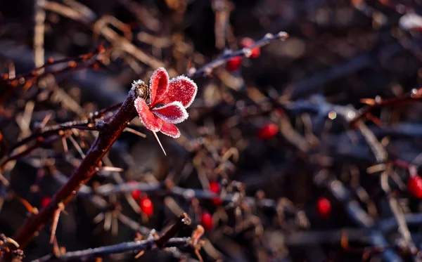 Frozen red leaves — Stock Photo, Image