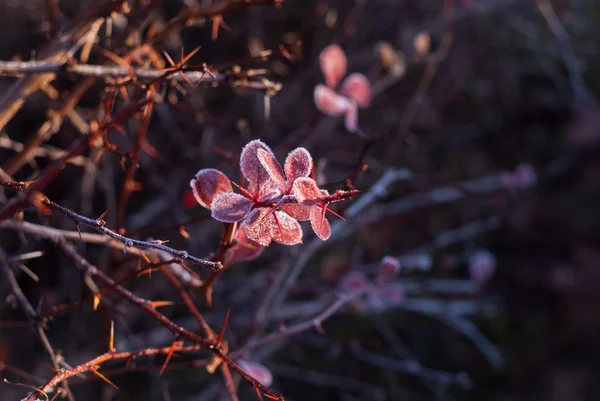 Folhas de videira vermelha congeladas com agulhas — Fotografia de Stock