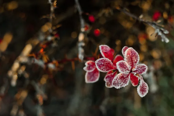 Frozen red leaves — Stock Photo, Image