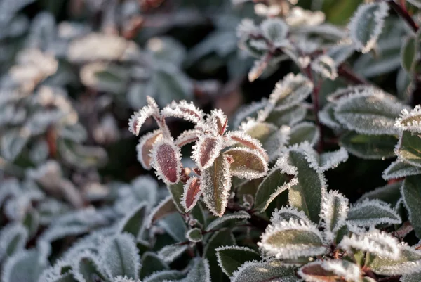 Ледяные листья утром — стоковое фото