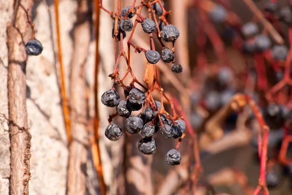 stock image Few withered bunch of grapes