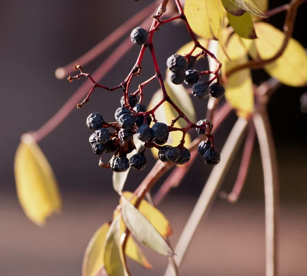 Засохшая гроздь винограда на солнце — стоковое фото