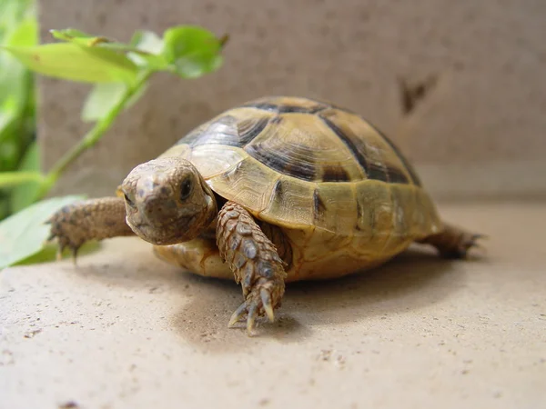 stock image Turtle