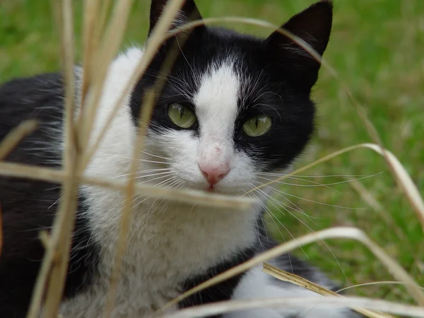 Мать-кошка Тарчин — стоковое фото