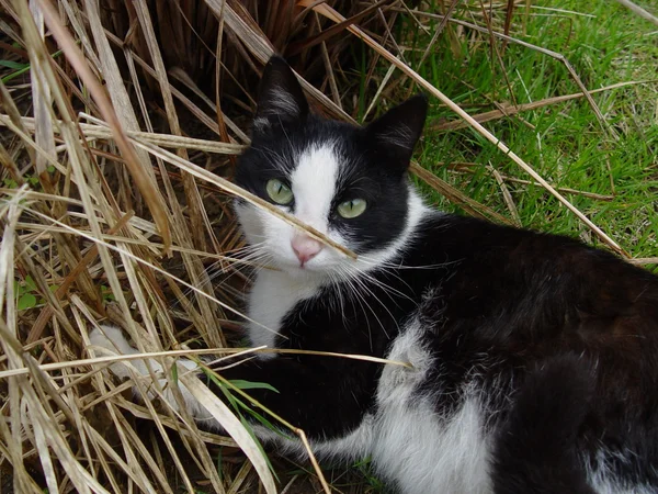 Мать-кошка Тарчин — стоковое фото