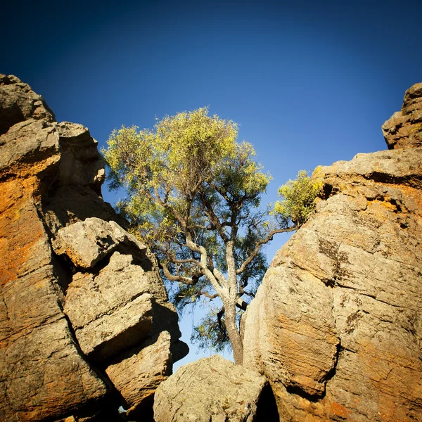 Outback δέντρο — Φωτογραφία Αρχείου