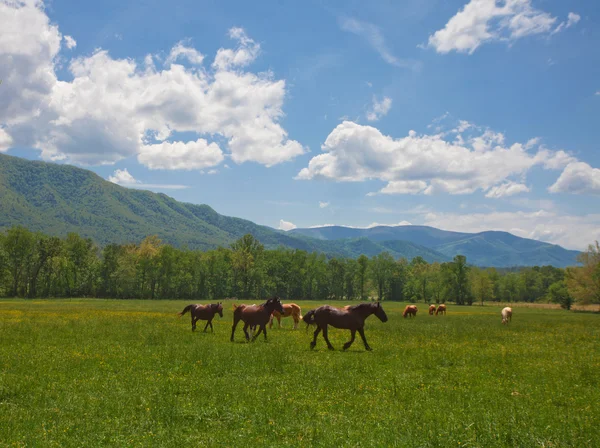 Cavalos e montanhas — Fotografia de Stock