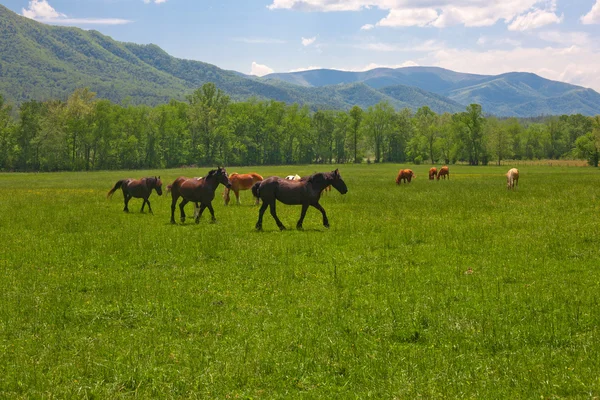 Paarden — Stockfoto