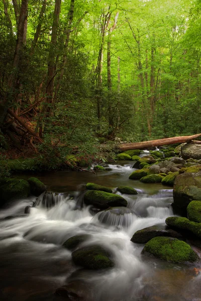 Snelle bos stream — Stockfoto