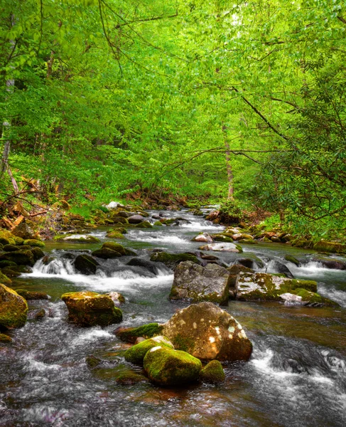 Quick Forest Stream — Stock Photo, Image