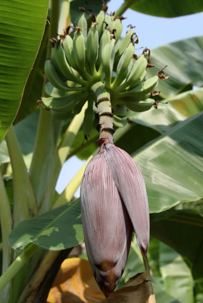 stock image A flower of a banana tree