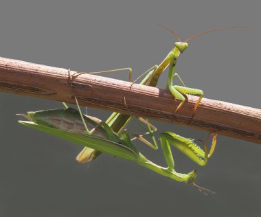 A pair of praying mantis clipart