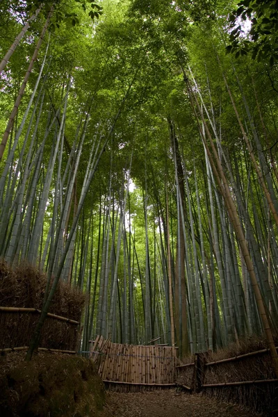 bambu korusu
