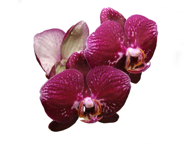 Orchid rödvin — Stockfoto