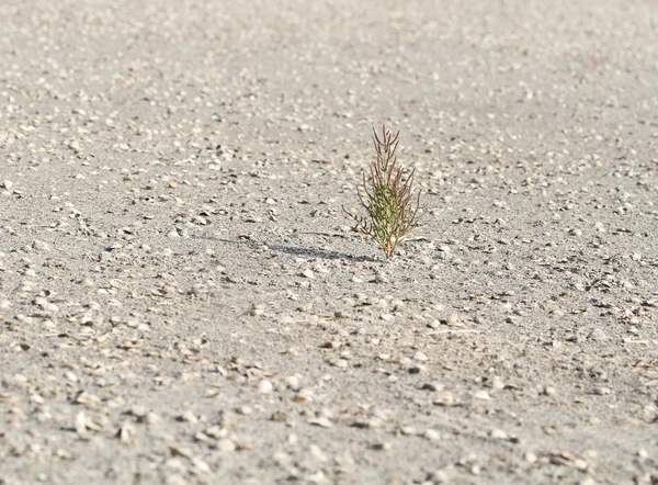 stock image A lone bush