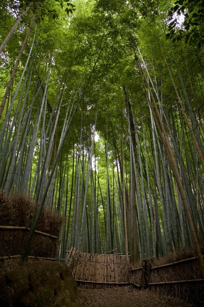 Bambusowy gaj Obrazy Stockowe bez tantiem