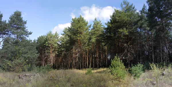 Сосновий ліс Стокова Картинка