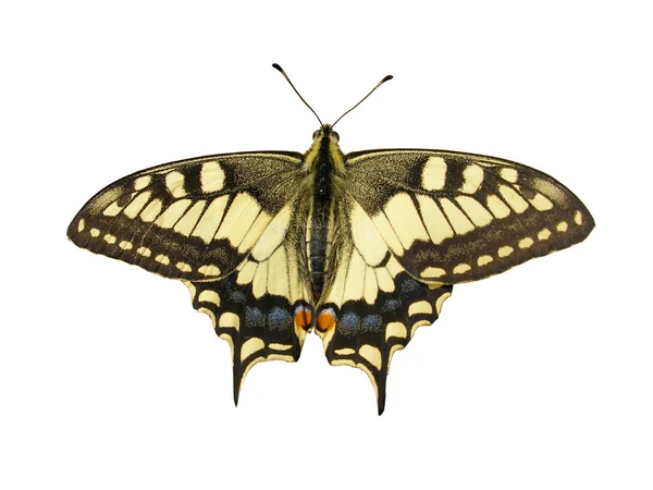 Papilio mahaon kelebek — Stok fotoğraf