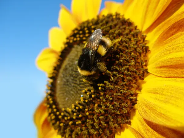 stock image Sunflower with bumblebee