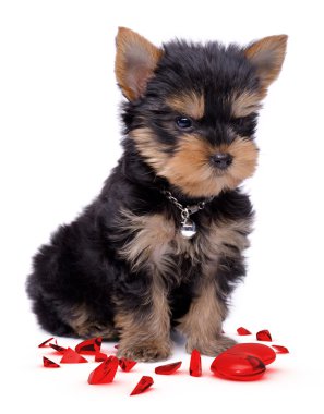 Yorkshire terrier puppy broken heart clipart