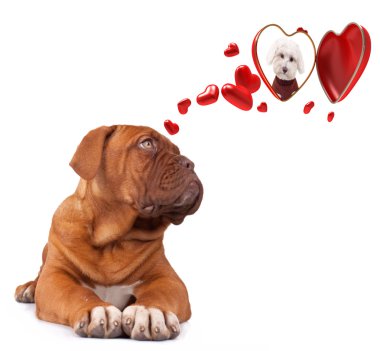 Dog Bordeaux inlove clipart