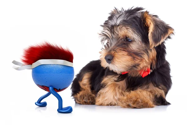 Yorkshire terrier looking at running ball — Stock Photo, Image