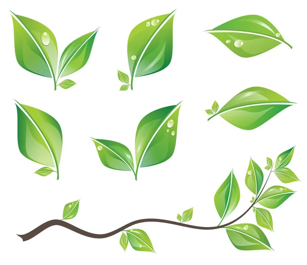 Green leaves set — Stock Vector