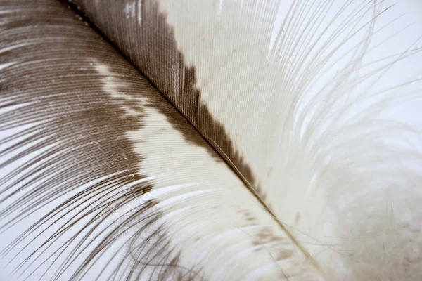 Feather light. — Stock Photo, Image