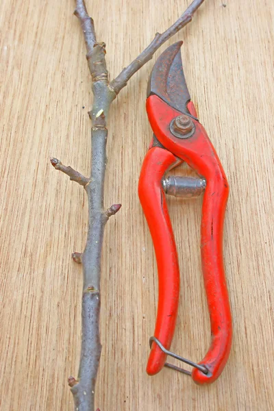 Secateurs with twig — Stock Photo, Image