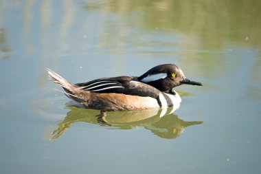 kapüşonlu merganser