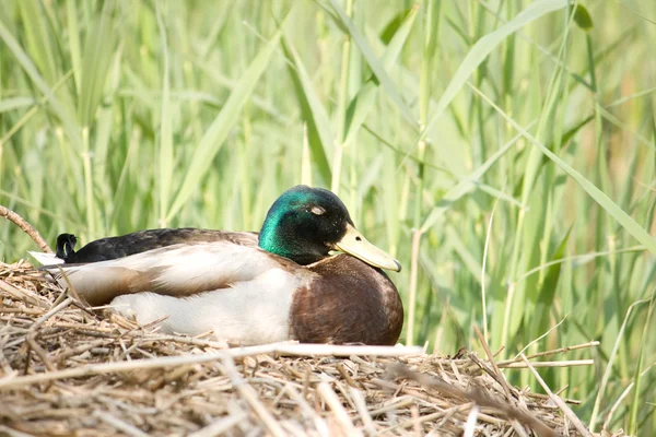 stock image Mallard duck.