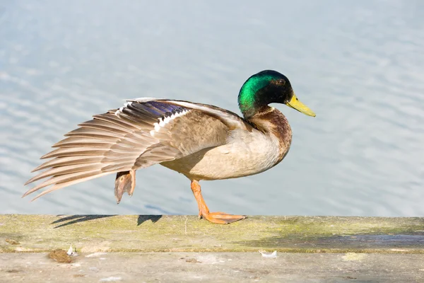 stock image Mallard duck.