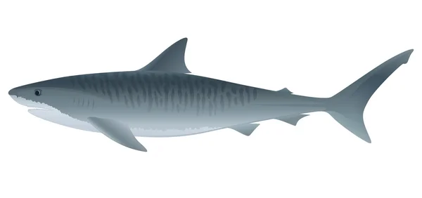 Requin tigre — Image vectorielle