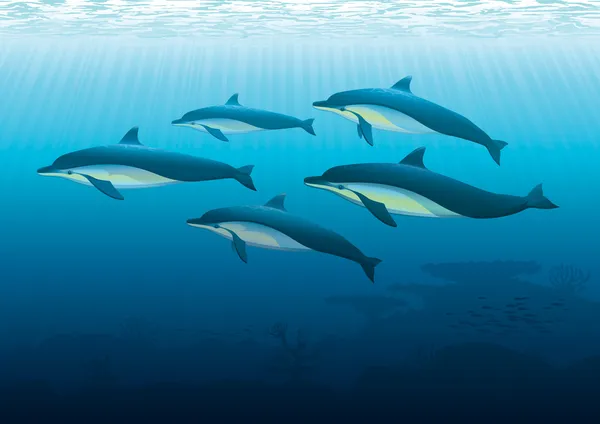 Dolphins Underwater — Stock Vector