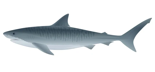Tiburón tigre — Vector de stock