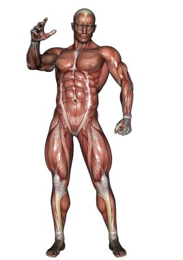 Human Anatomy clipart