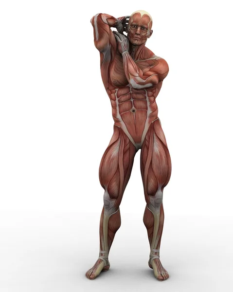 Muscles — Stock Photo, Image