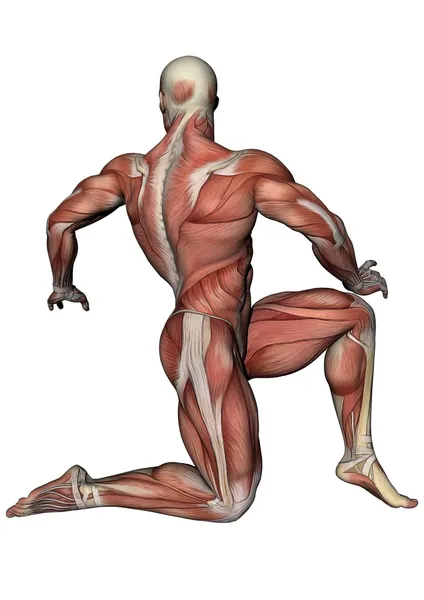 Anatomi — Stok fotoğraf