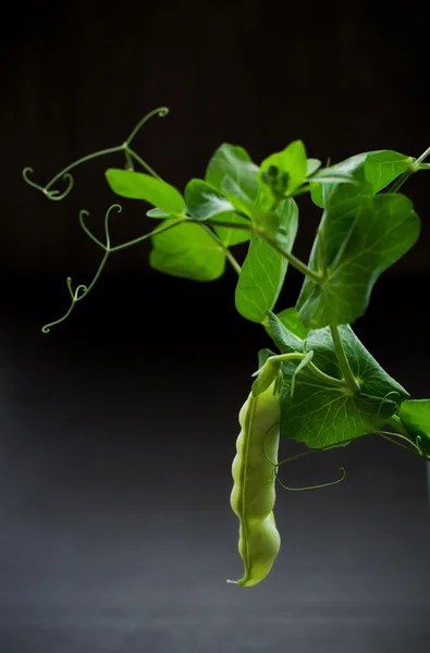 stock image Fresh green pea pod