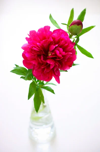 stock image Pink peony