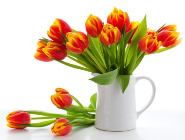 Red tulips on white background clipart