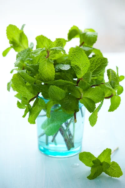 stock image Fresh green mint