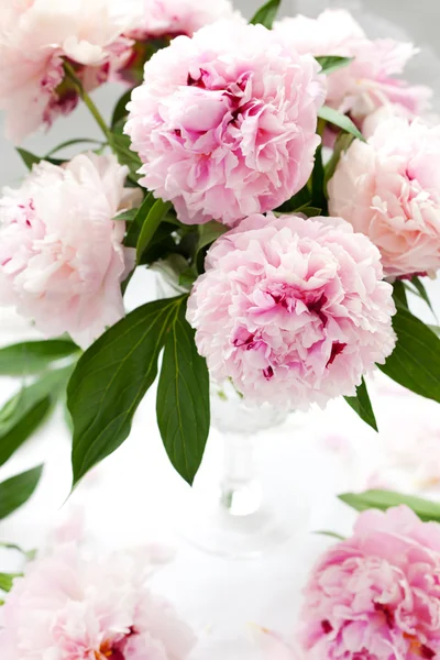 Belle pivoine rose — Photo