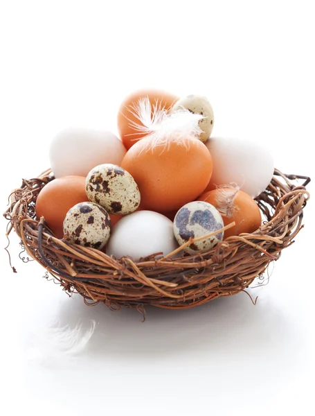 Huevos en un nido sobre un fondo blanco —  Fotos de Stock