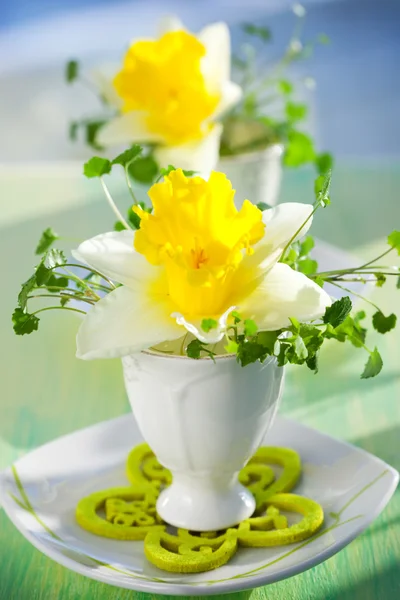 Narcissi in eggcups — Stock Photo, Image
