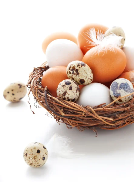Ovos em um ninho em um fundo branco — Fotografia de Stock
